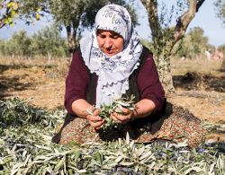 The Aegean Table: Mediterranean Cuisine at its Best