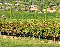 The Wine Country: Ode to Dionysos